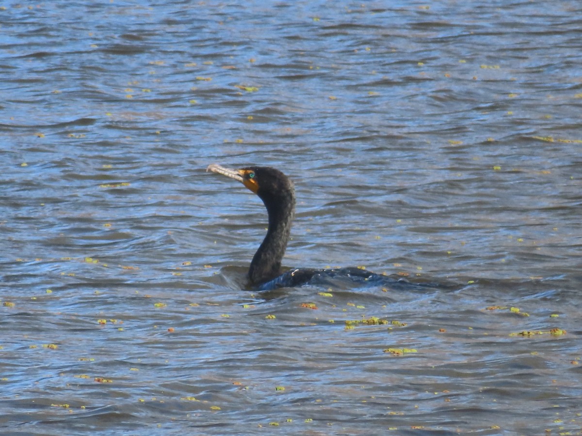 Double-crested Cormorant - ML616925110