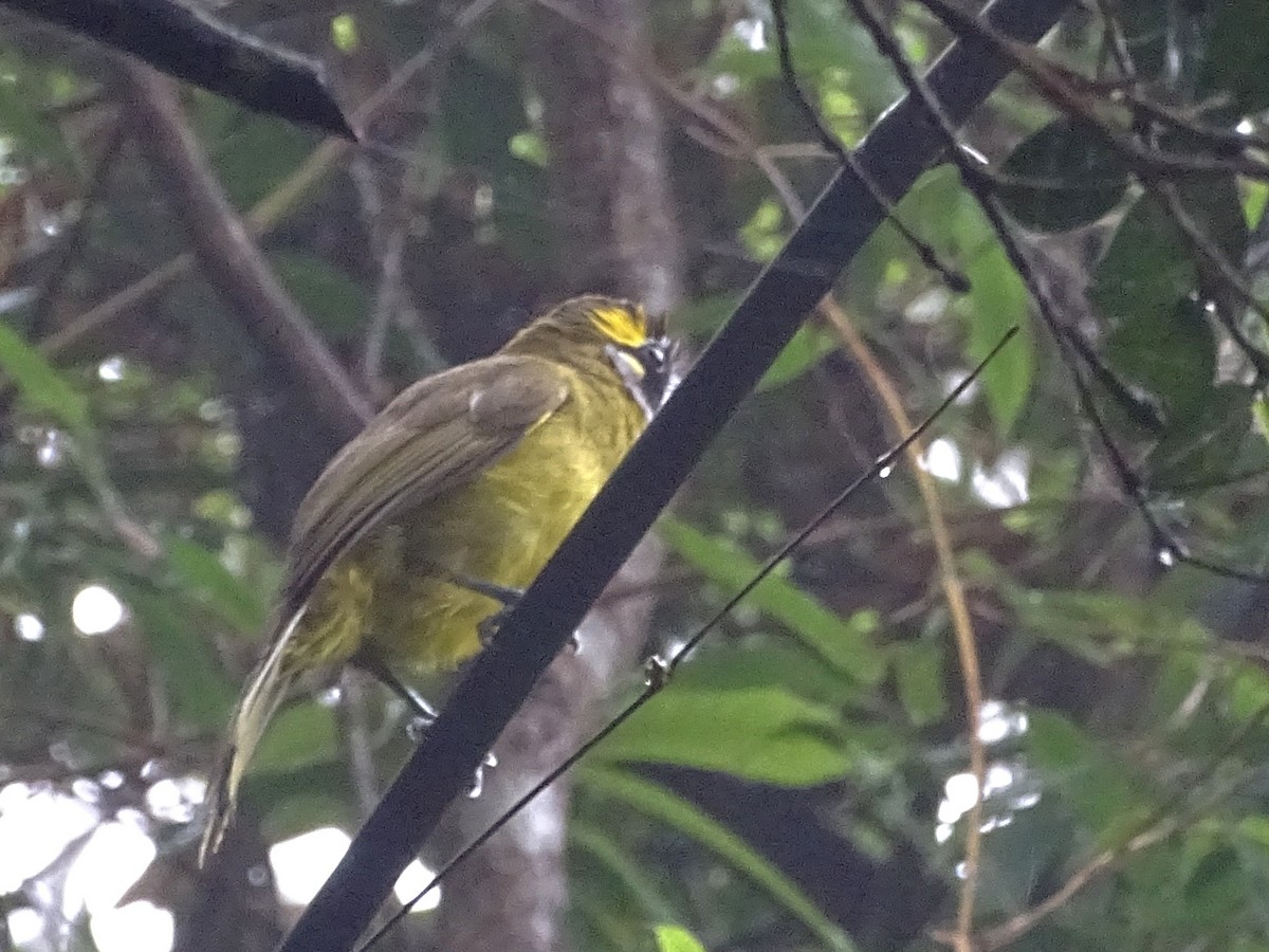 Yellow-eared Bulbul - Sri Srikumar