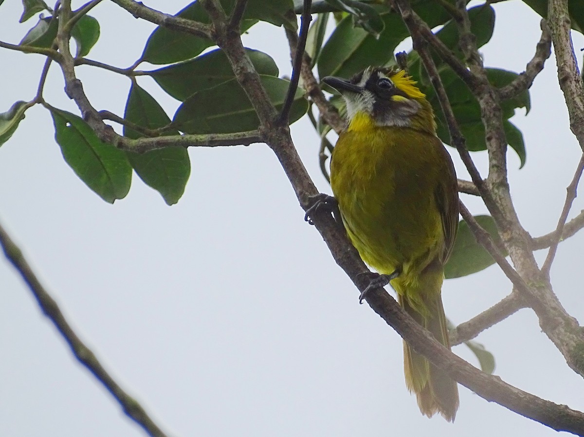 Yellow-eared Bulbul - Sri Srikumar