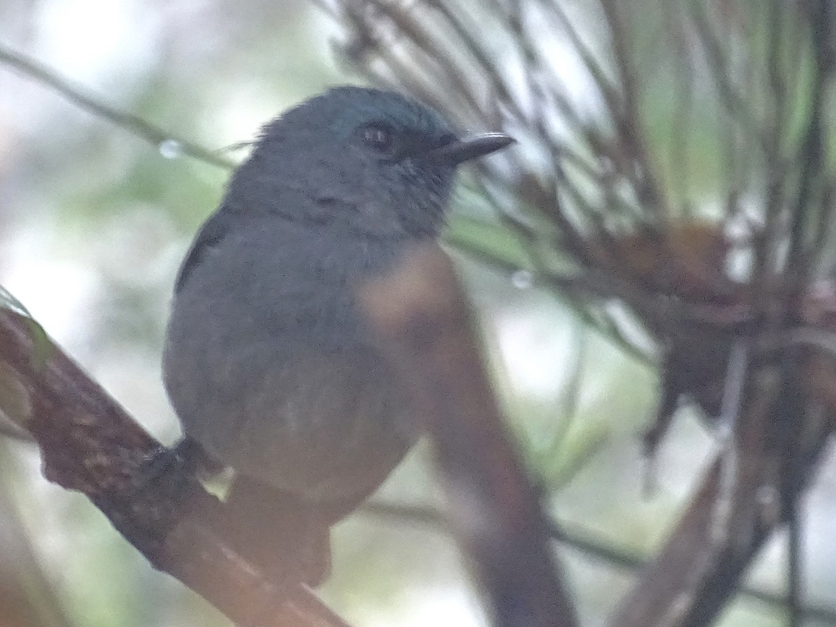 Dull-blue Flycatcher - Sri Srikumar