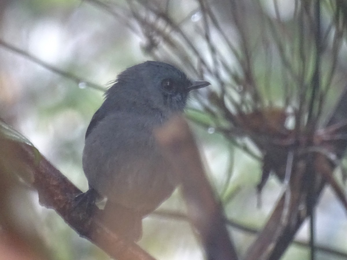 Dull-blue Flycatcher - Sri Srikumar