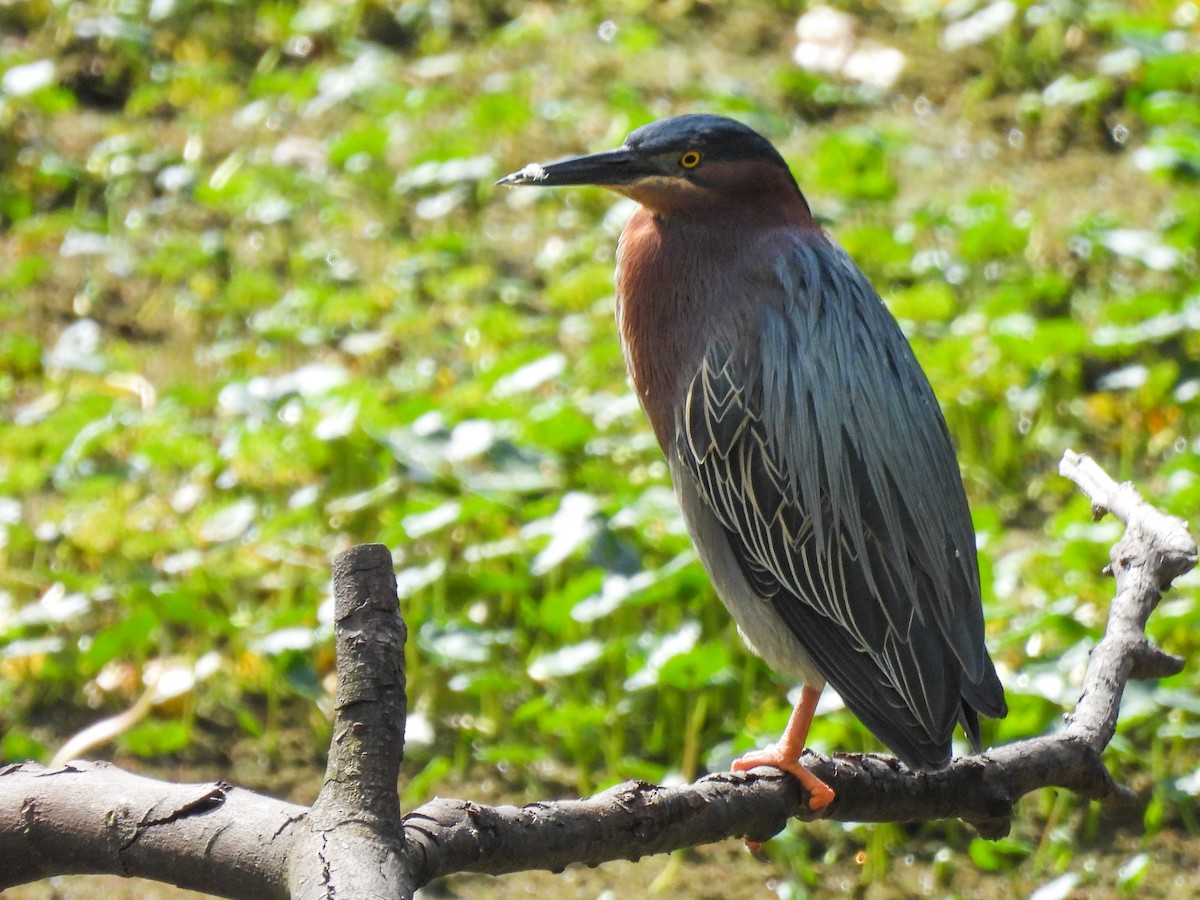 Green Heron - ML616925172