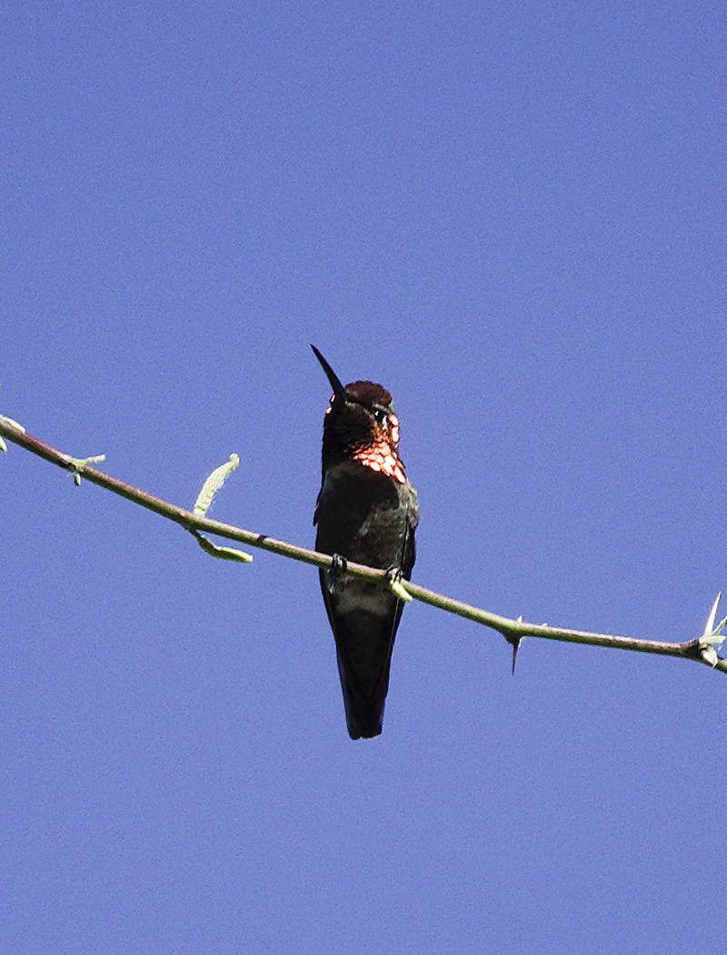 Anna's Hummingbird - ML616925177