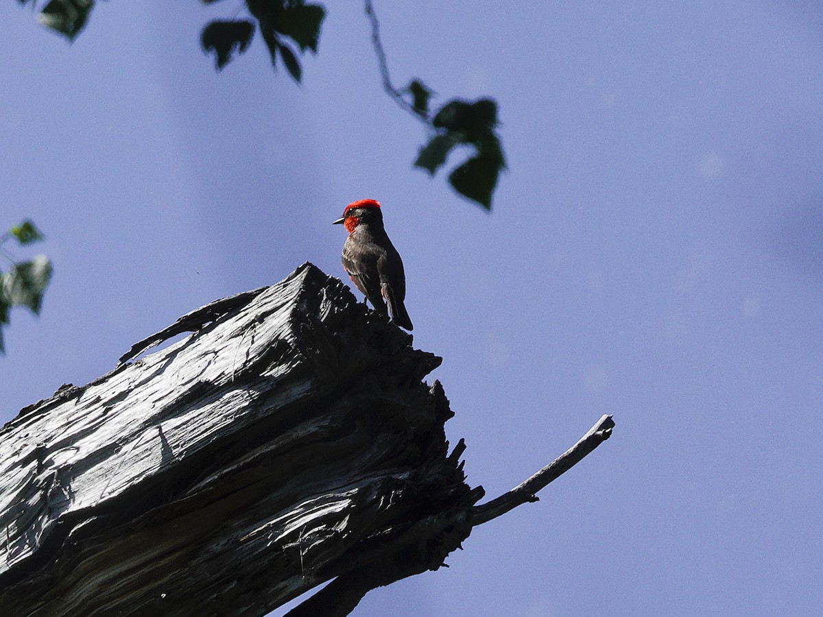 Vermilion Flycatcher - ML616925187