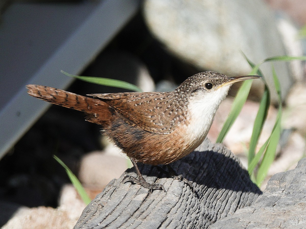 Canyon Wren - ML616925188