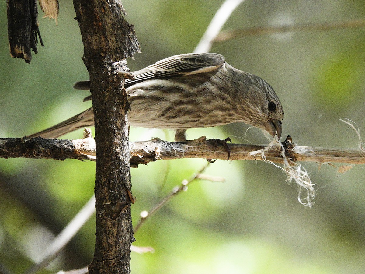 House Finch - ML616925192