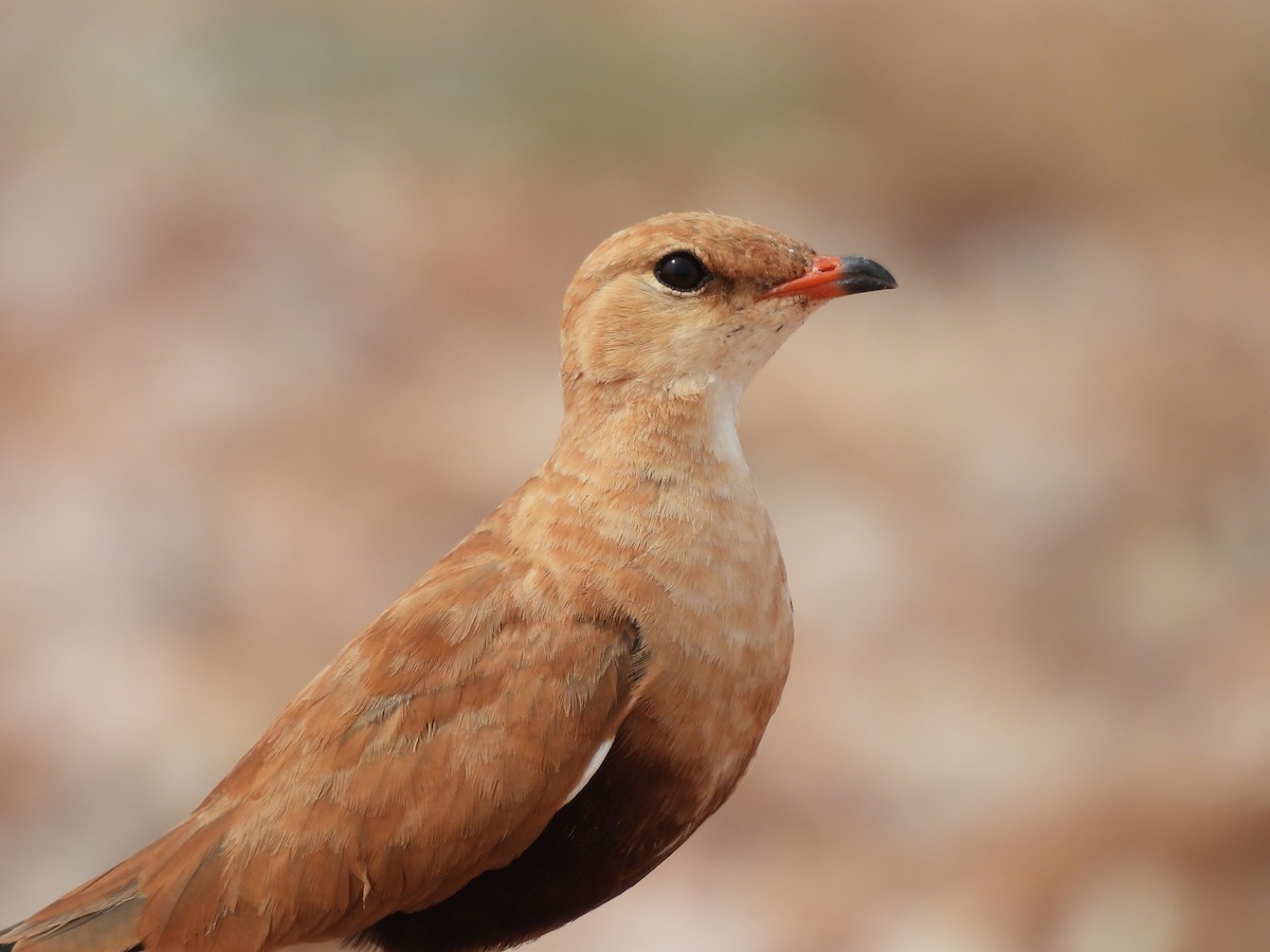 Australian Pratincole - ML616925347