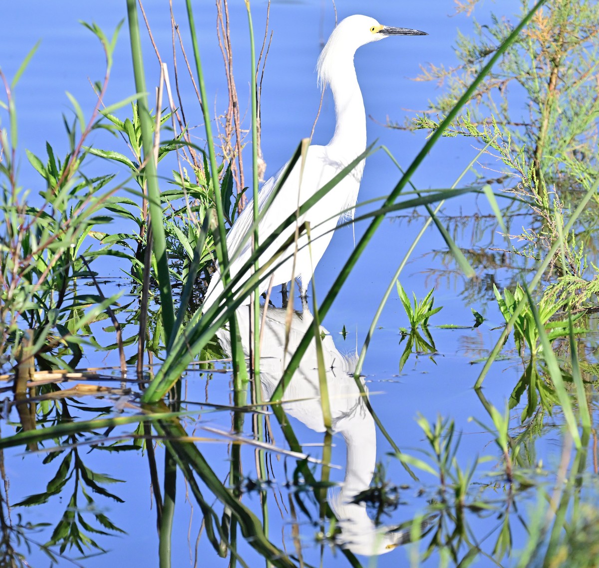 Snowy Egret - Vivian Fung