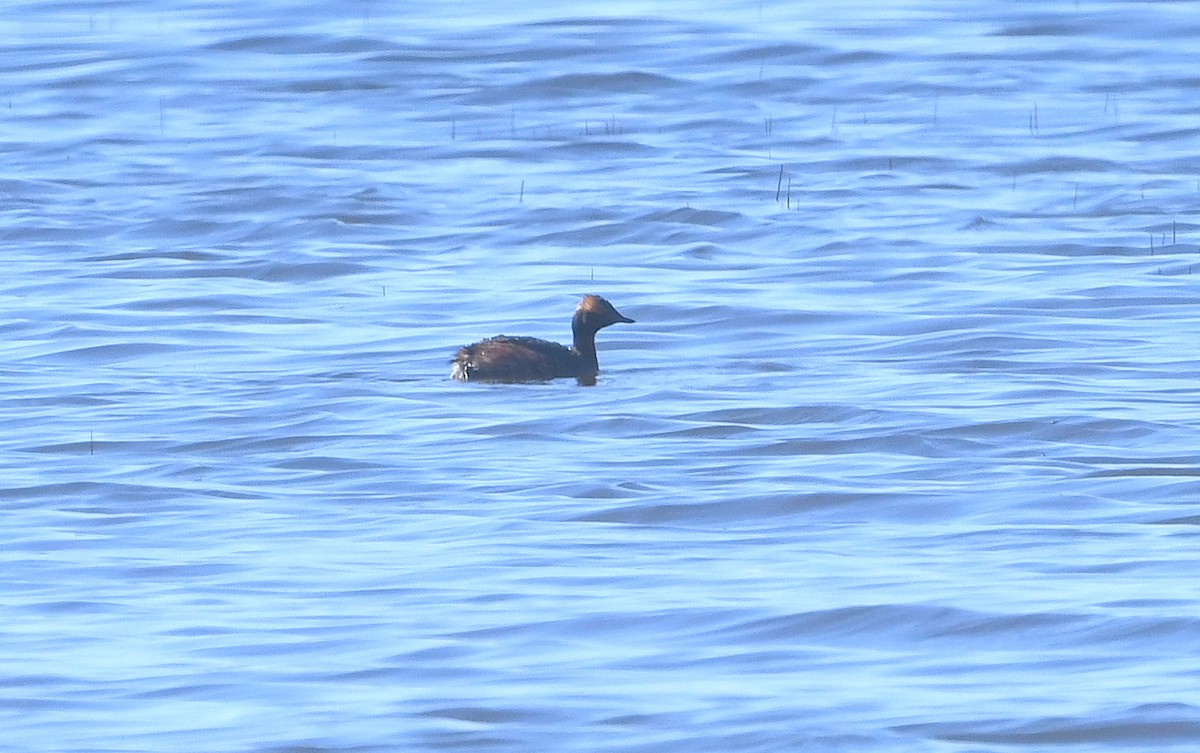 Horned Grebe - ML616925390