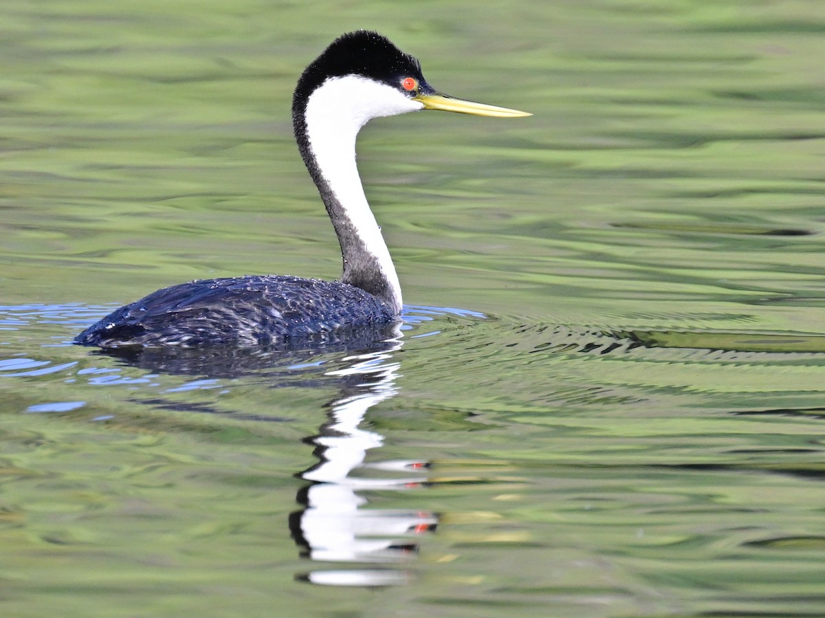 Western Grebe - ML616925398