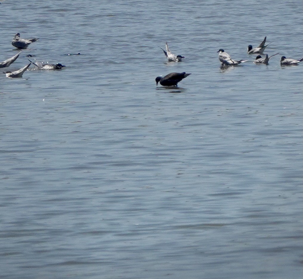 Eurasian Moorhen - ML616925399