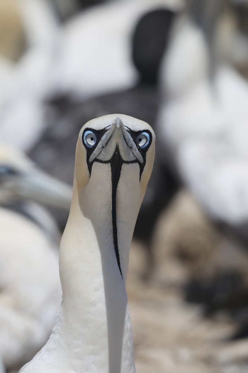 Cape Gannet - ML616925424