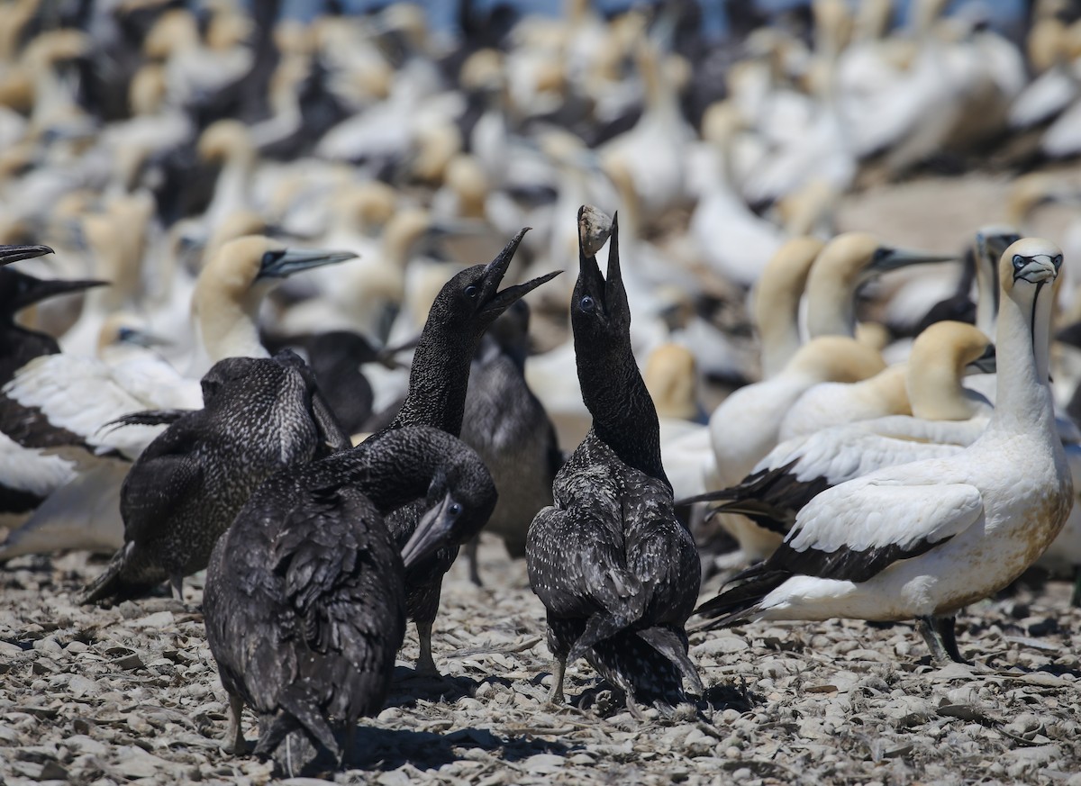 Cape Gannet - ML616925434