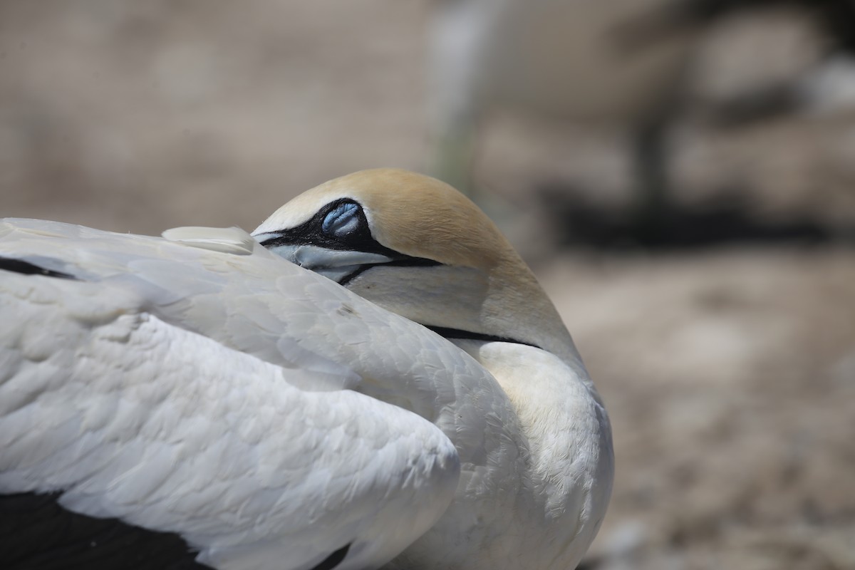 Cape Gannet - ML616925468