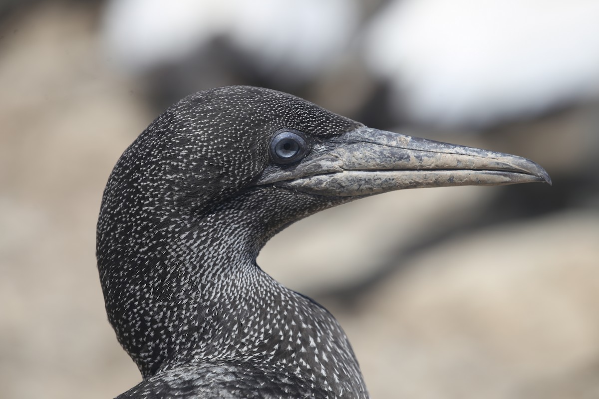 Cape Gannet - ML616925475