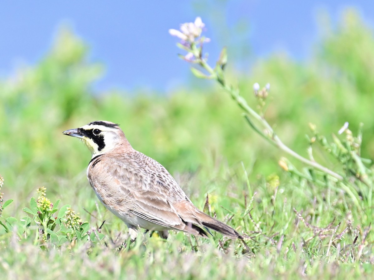 Horned Lark - ML616925541