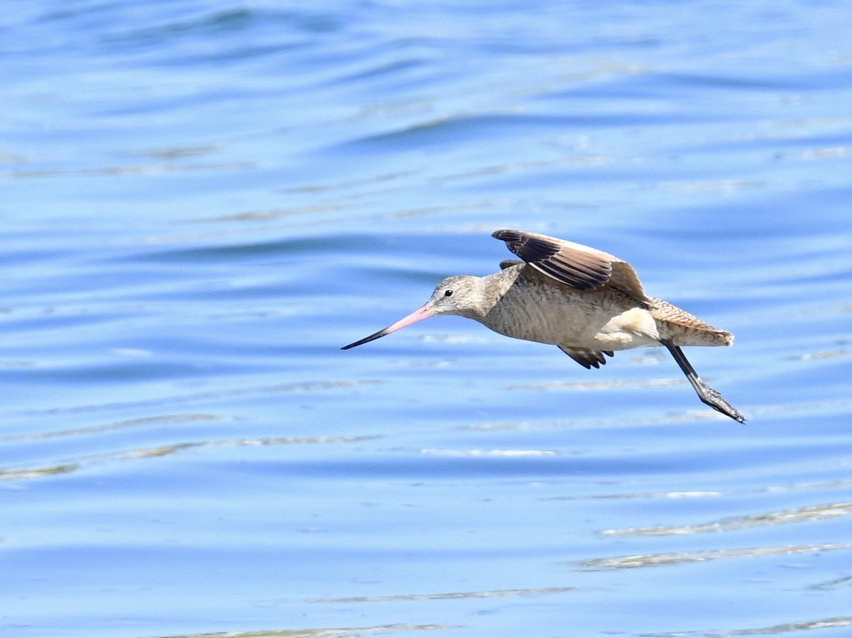 Marbled Godwit - ML616925556