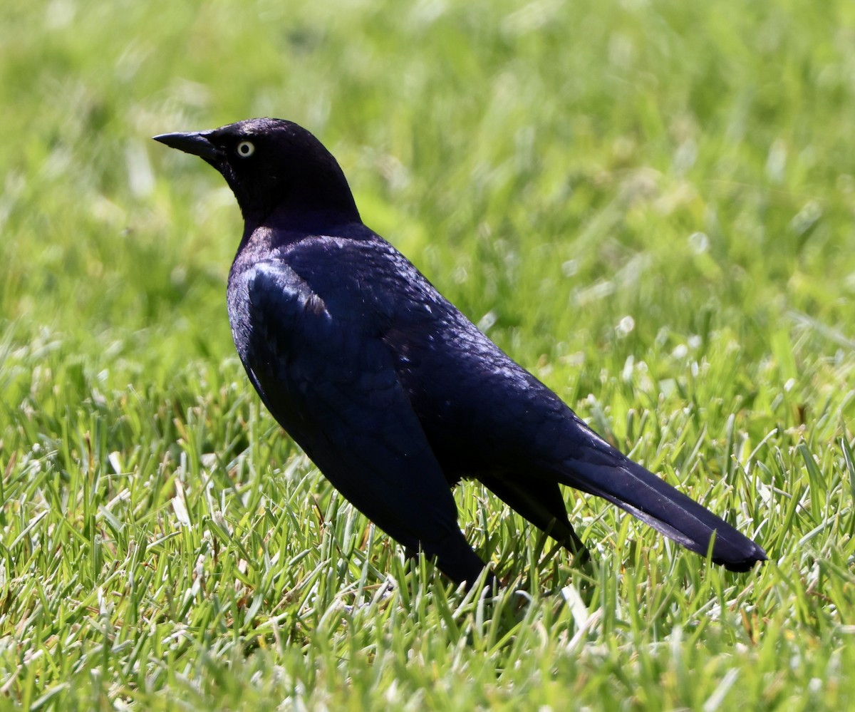 Brown-headed Cowbird - Carolyn Thiele