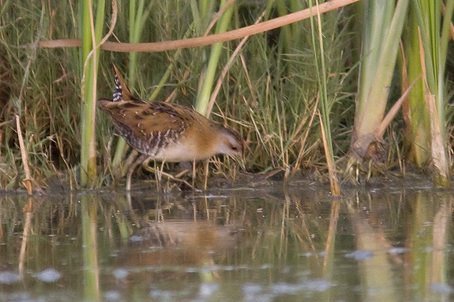 Baillon's Crake - ML616925730