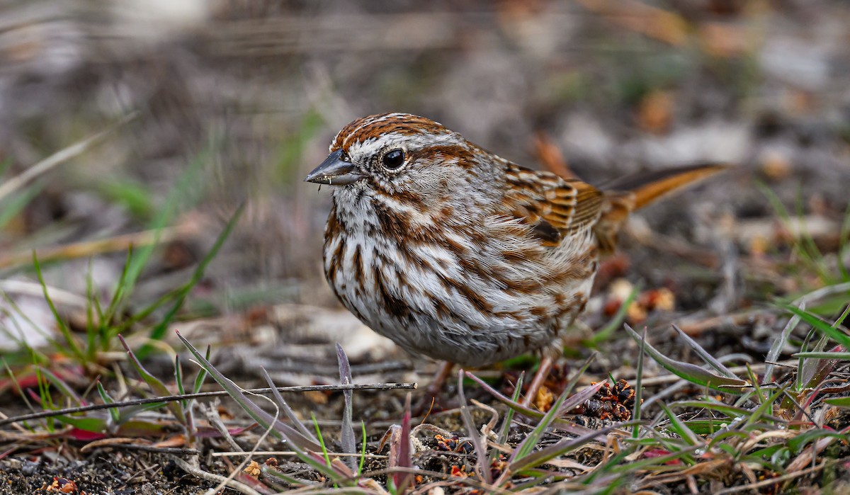 Song Sparrow - Ken Miracle