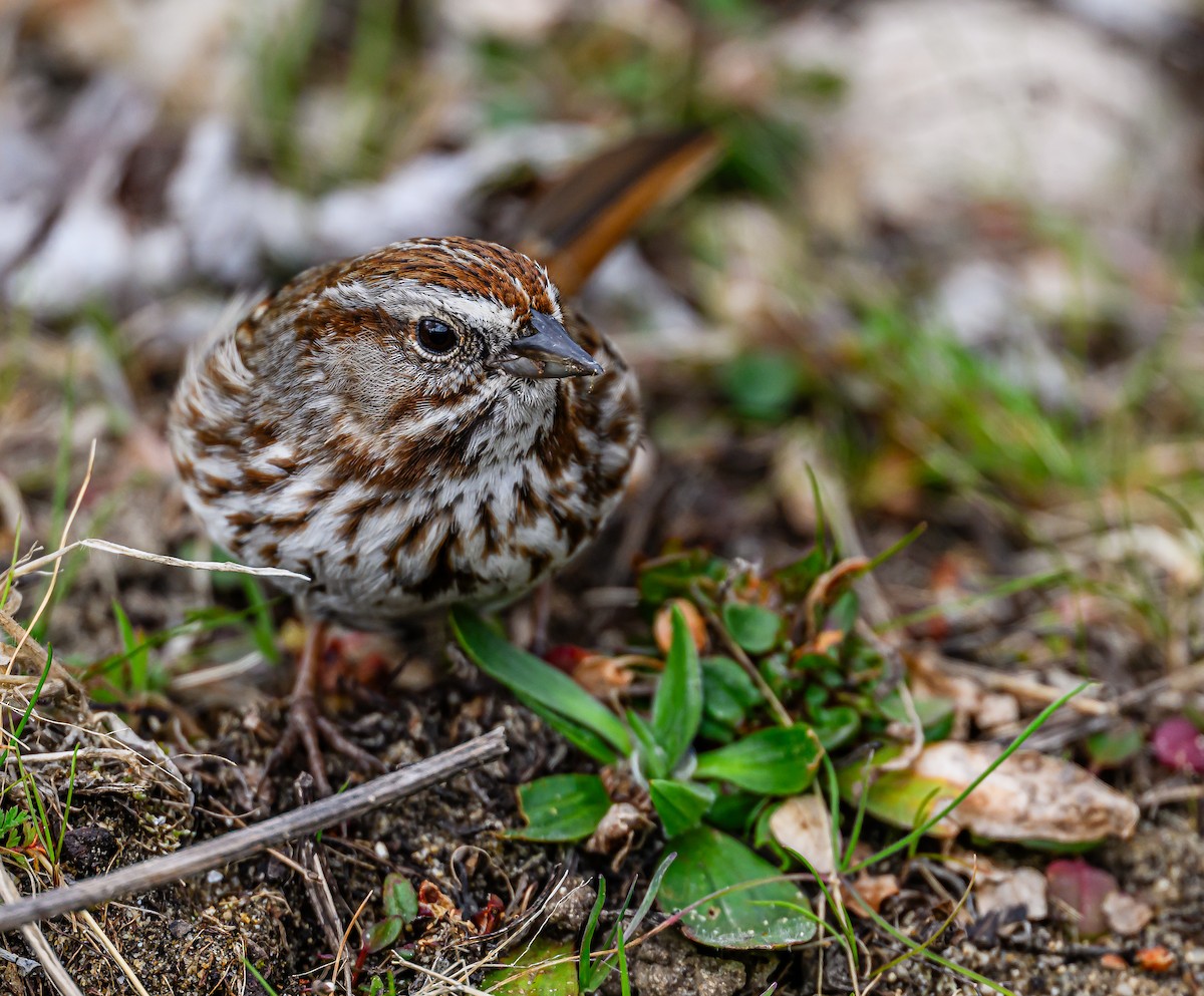 Song Sparrow - Ken Miracle