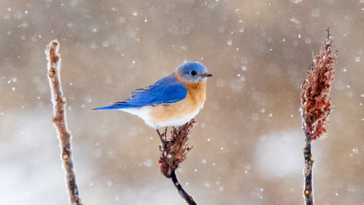 Eastern Bluebird - ML616925782