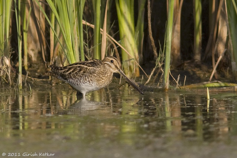 Common Snipe - ML616925790