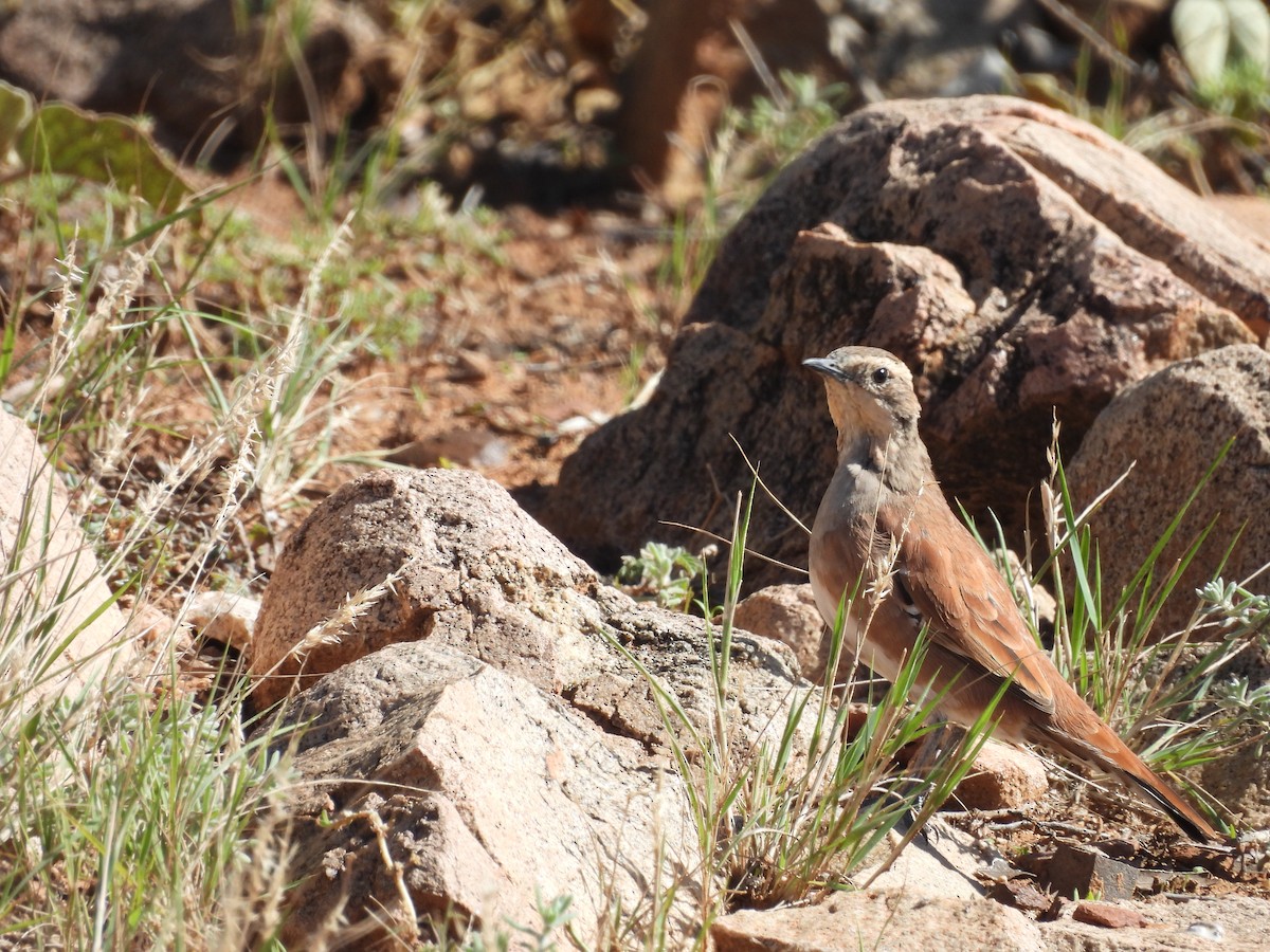 Cinnamon Quail-thrush - ML616925793