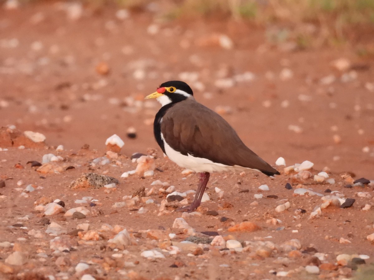 Banded Lapwing - ML616925813