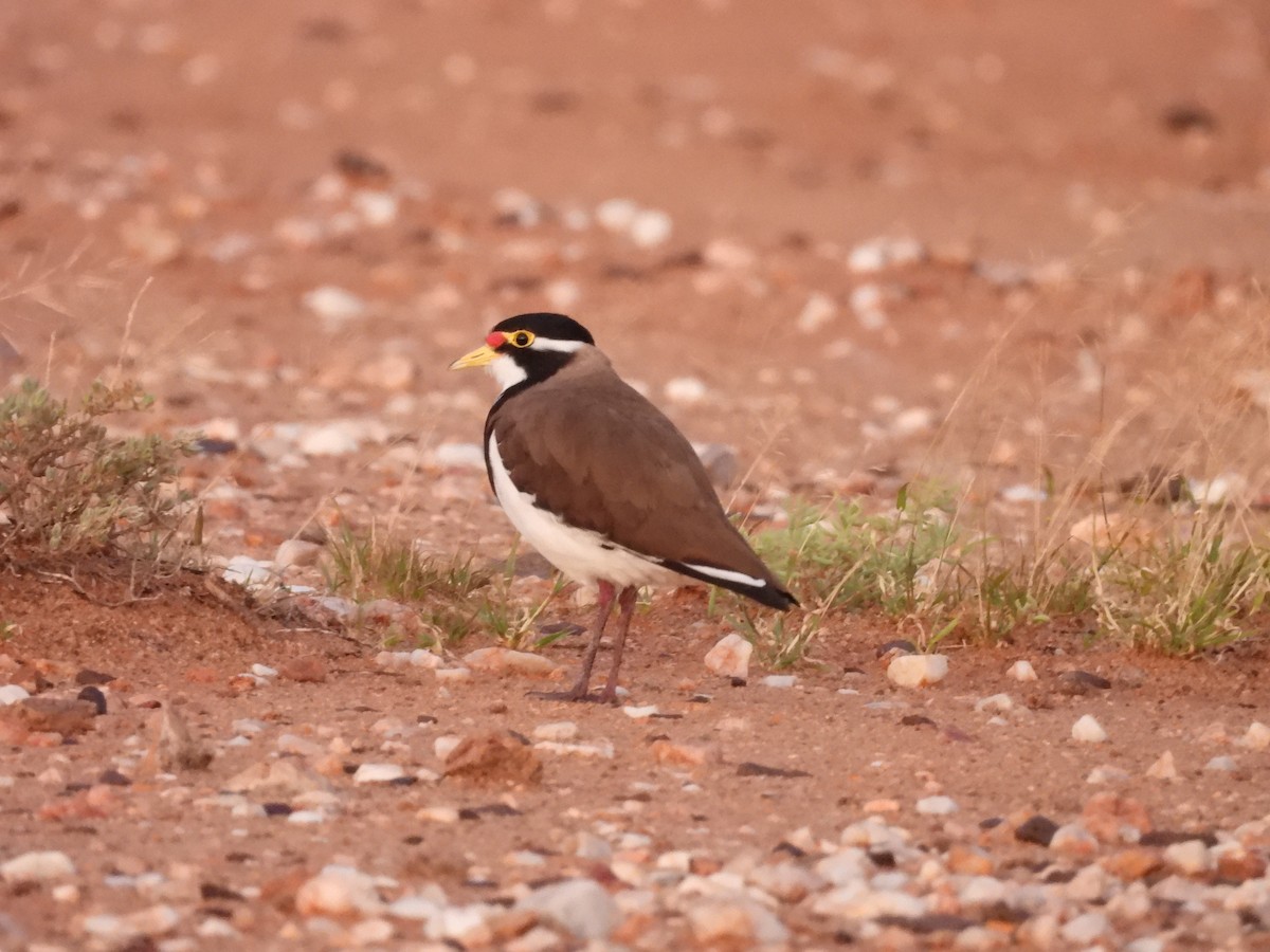 Banded Lapwing - ML616925814
