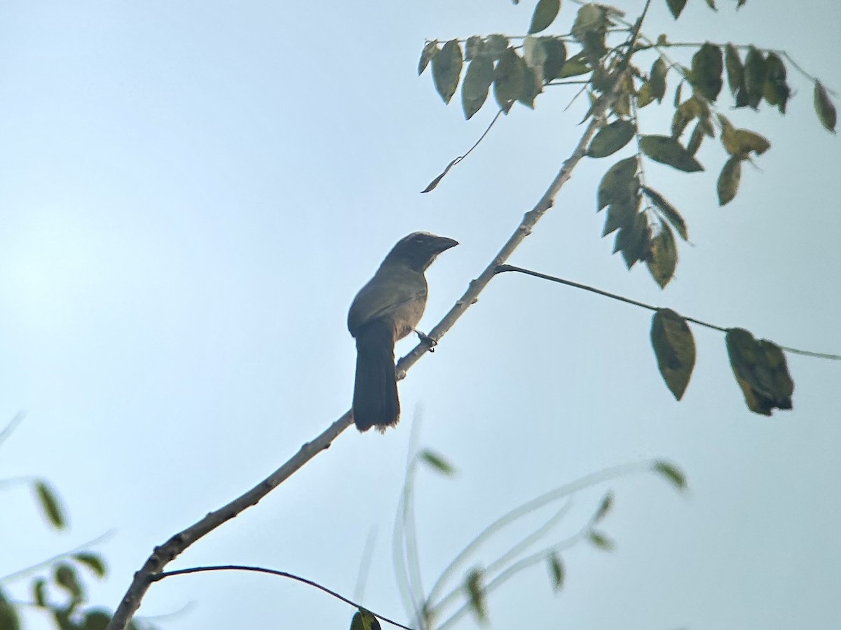 Cinnamon-bellied Saltator - ML616925891