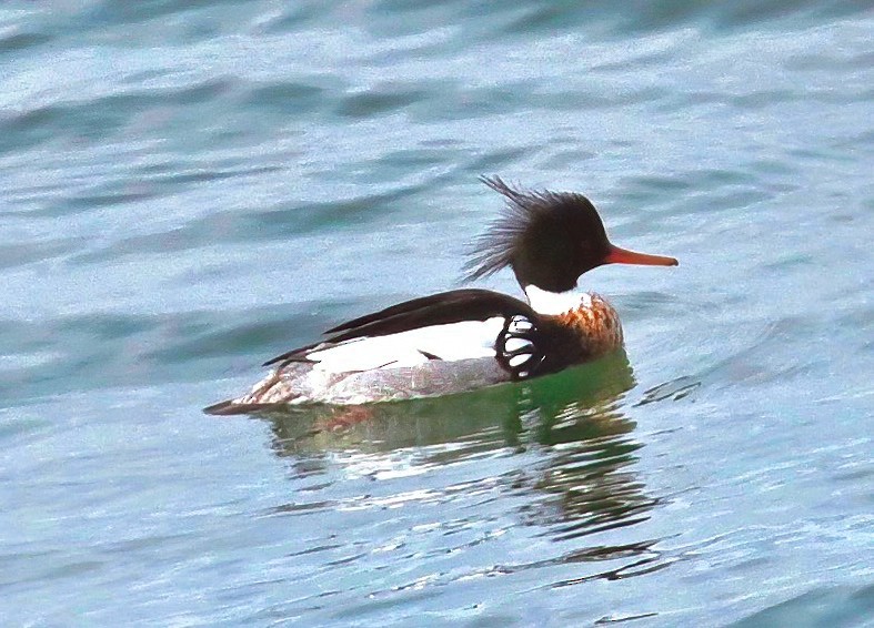 Red-breasted Merganser - ML616925934