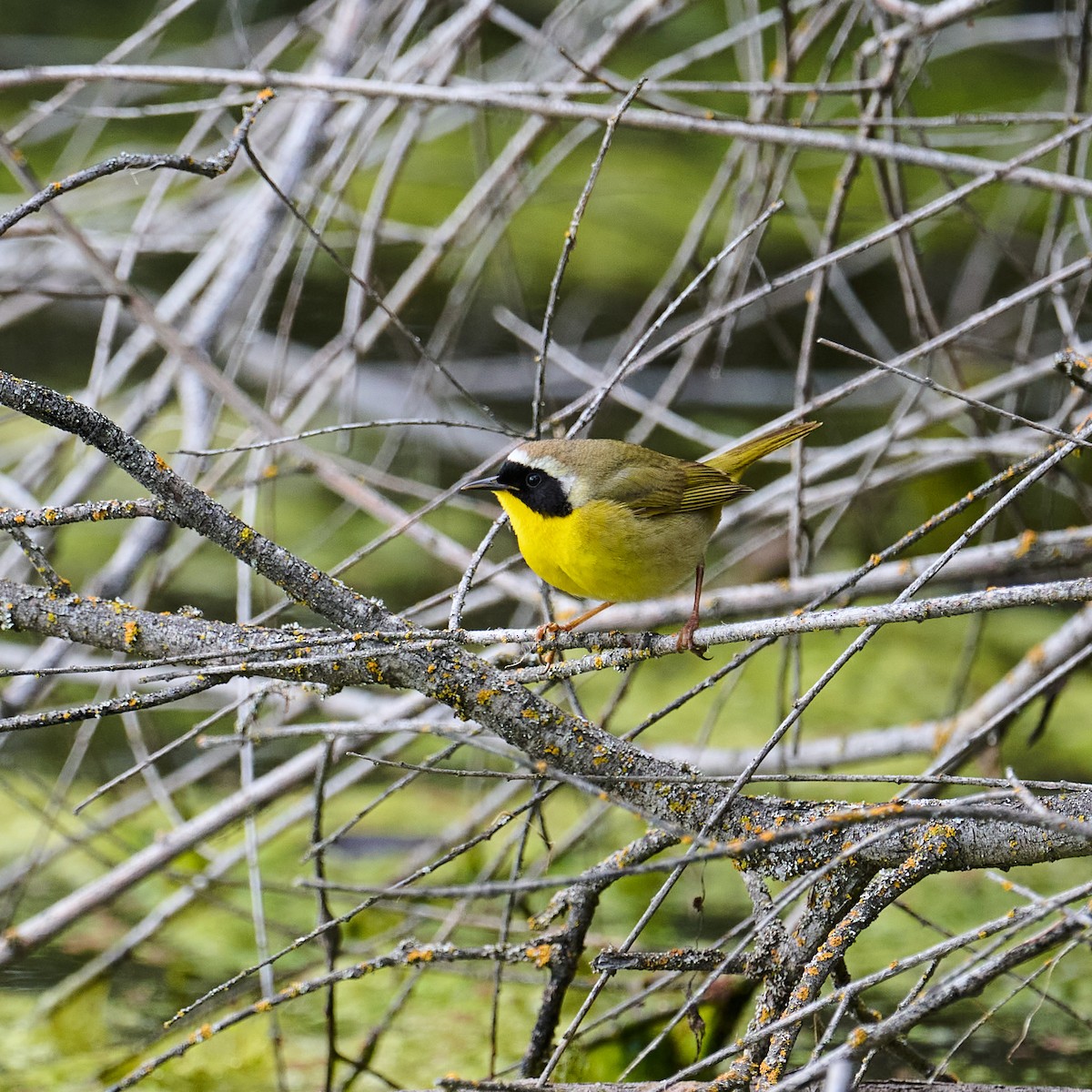 Common Yellowthroat - Frank Lospalluto