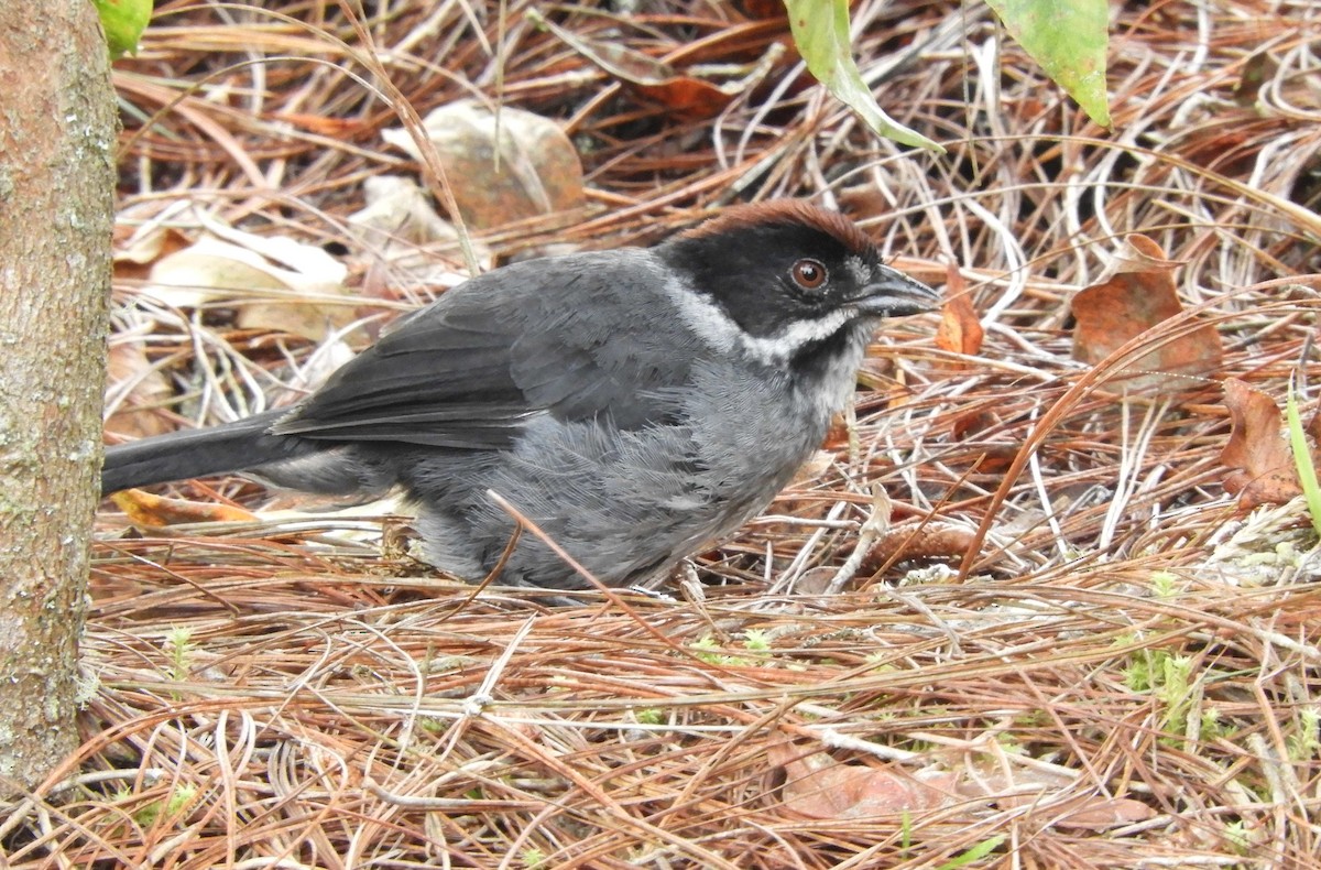 Slaty Brushfinch - ML616926003