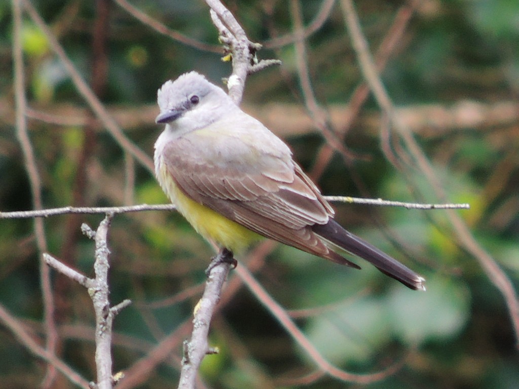 Western Kingbird - ML616926045