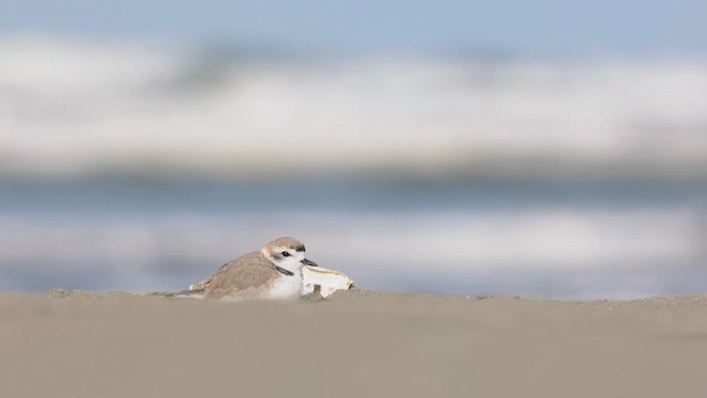 Snowy Plover - ML616926047