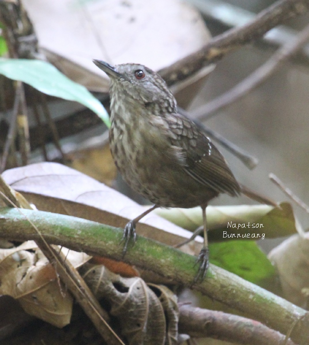 Streaked Wren-Babbler - ML616926095