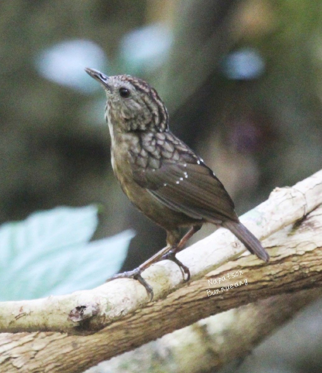 Streaked Wren-Babbler - ML616926096