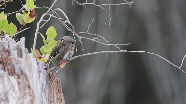 Mochuelo Californiano (grupo californicum) - ML616926108