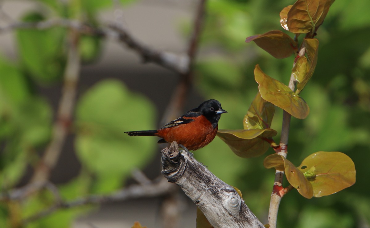 Orchard Oriole - ML616926127