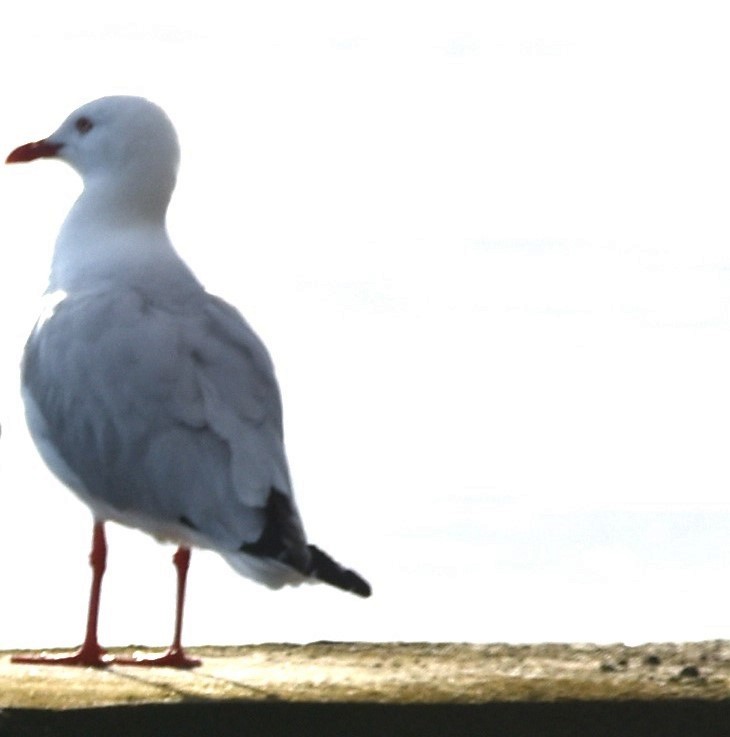 Gaviota Plateada - ML616926150