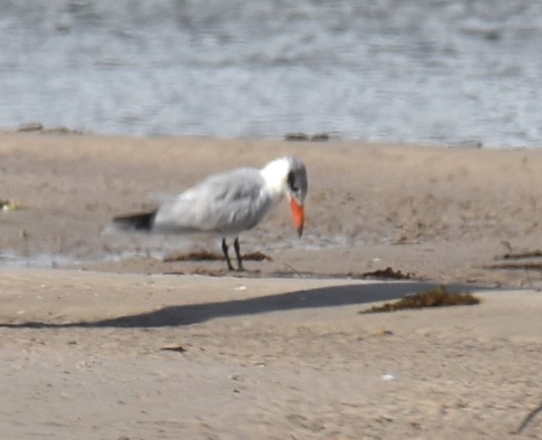 Caspian Tern - ML616926160