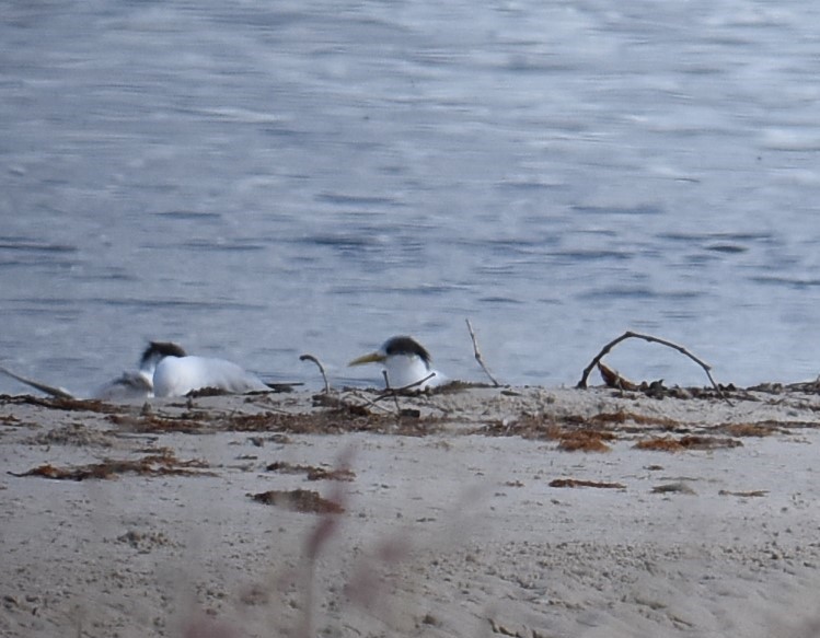 Great Crested Tern - ML616926171