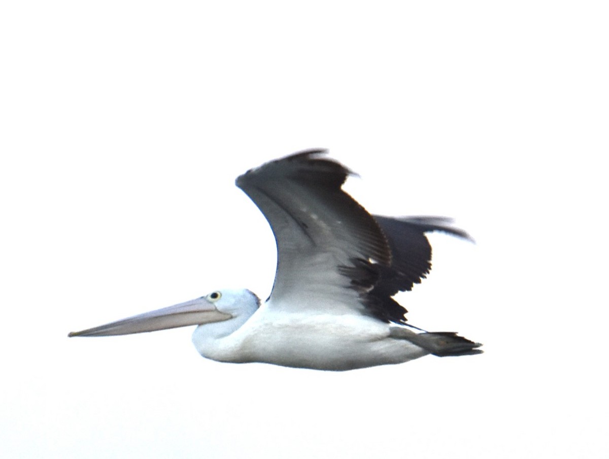 pelikán australský - ML616926177