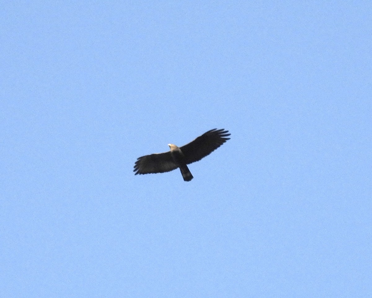 Zone-tailed Hawk - ML616926190