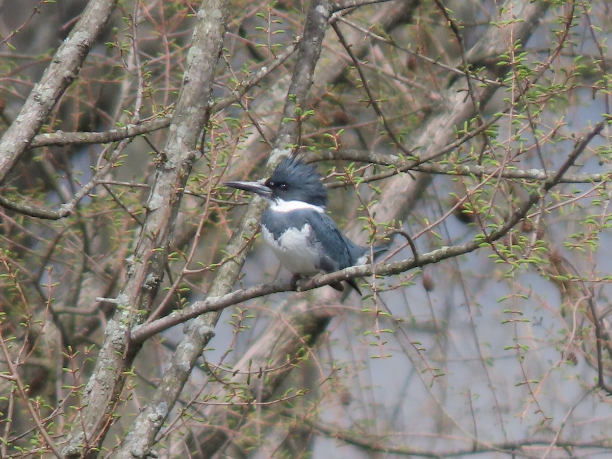 Belted Kingfisher - ML616926226