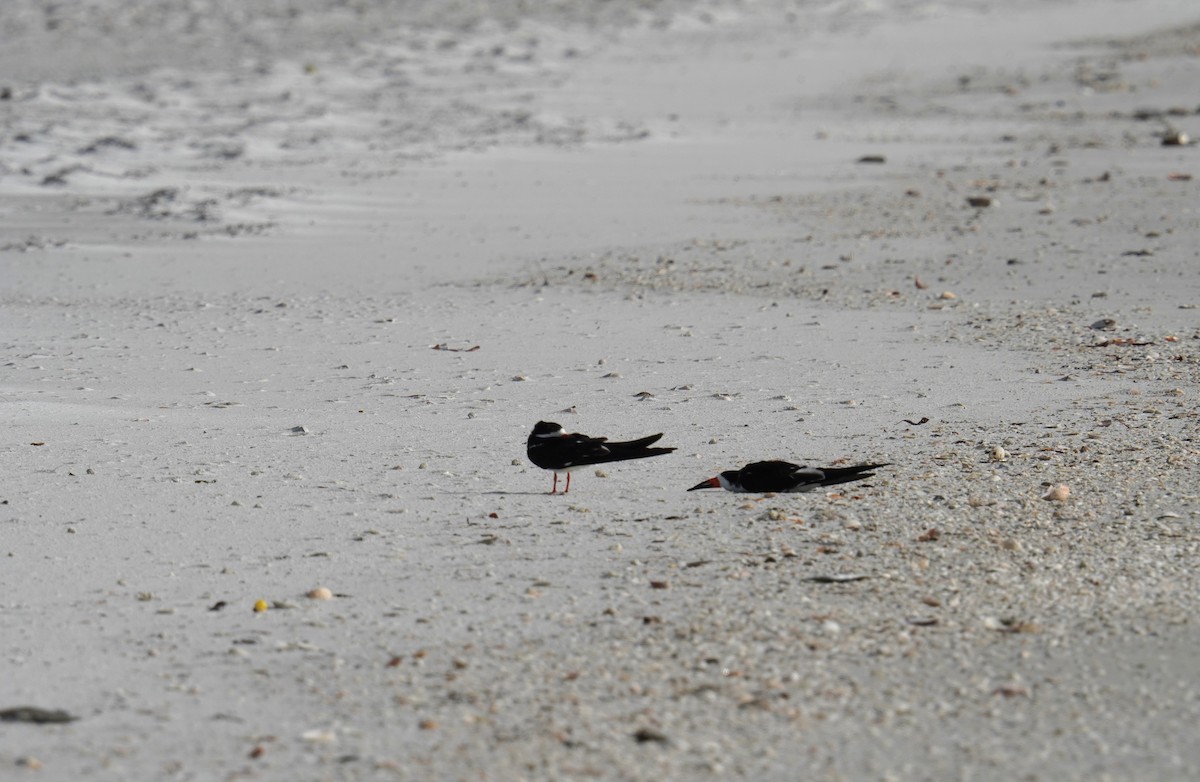 Black Skimmer (niger) - ML616926233