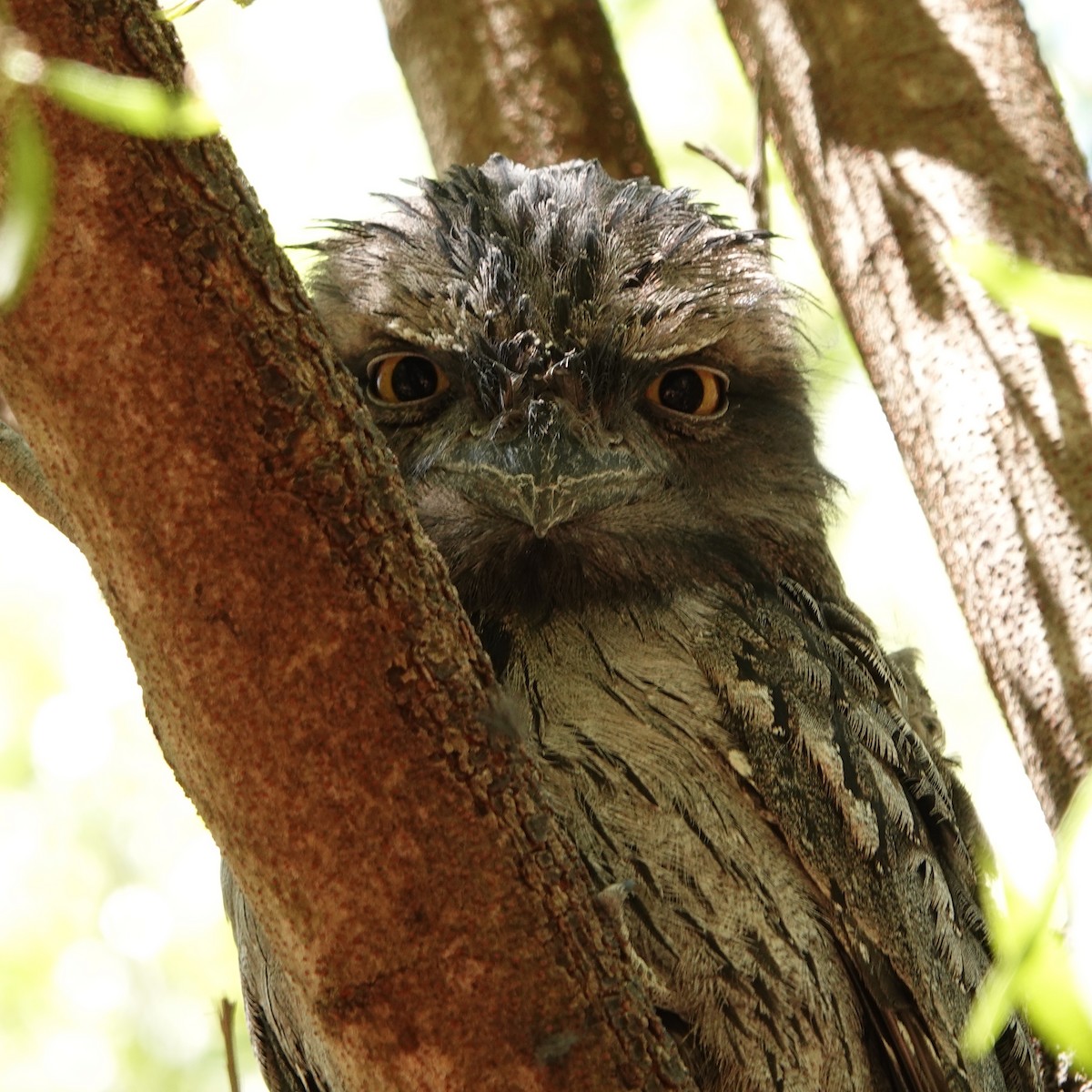 Tawny Frogmouth - ML616926257