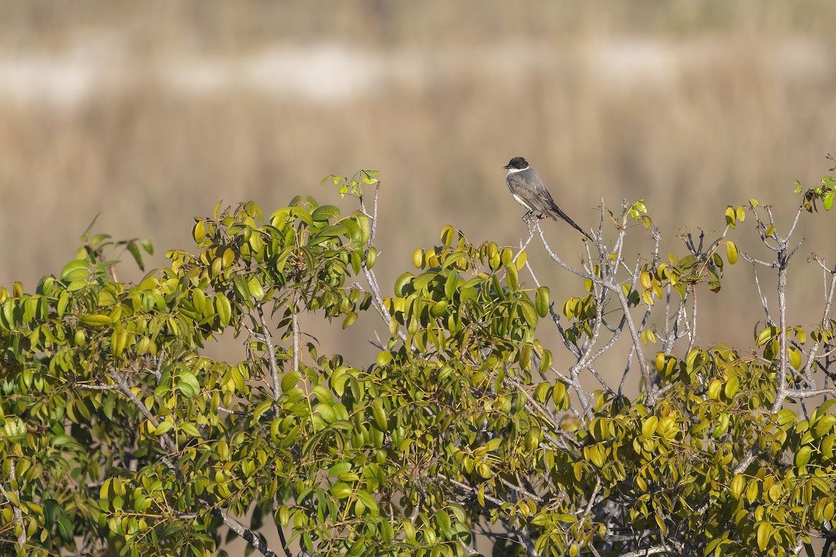 Fork-tailed Flycatcher - ML616926261