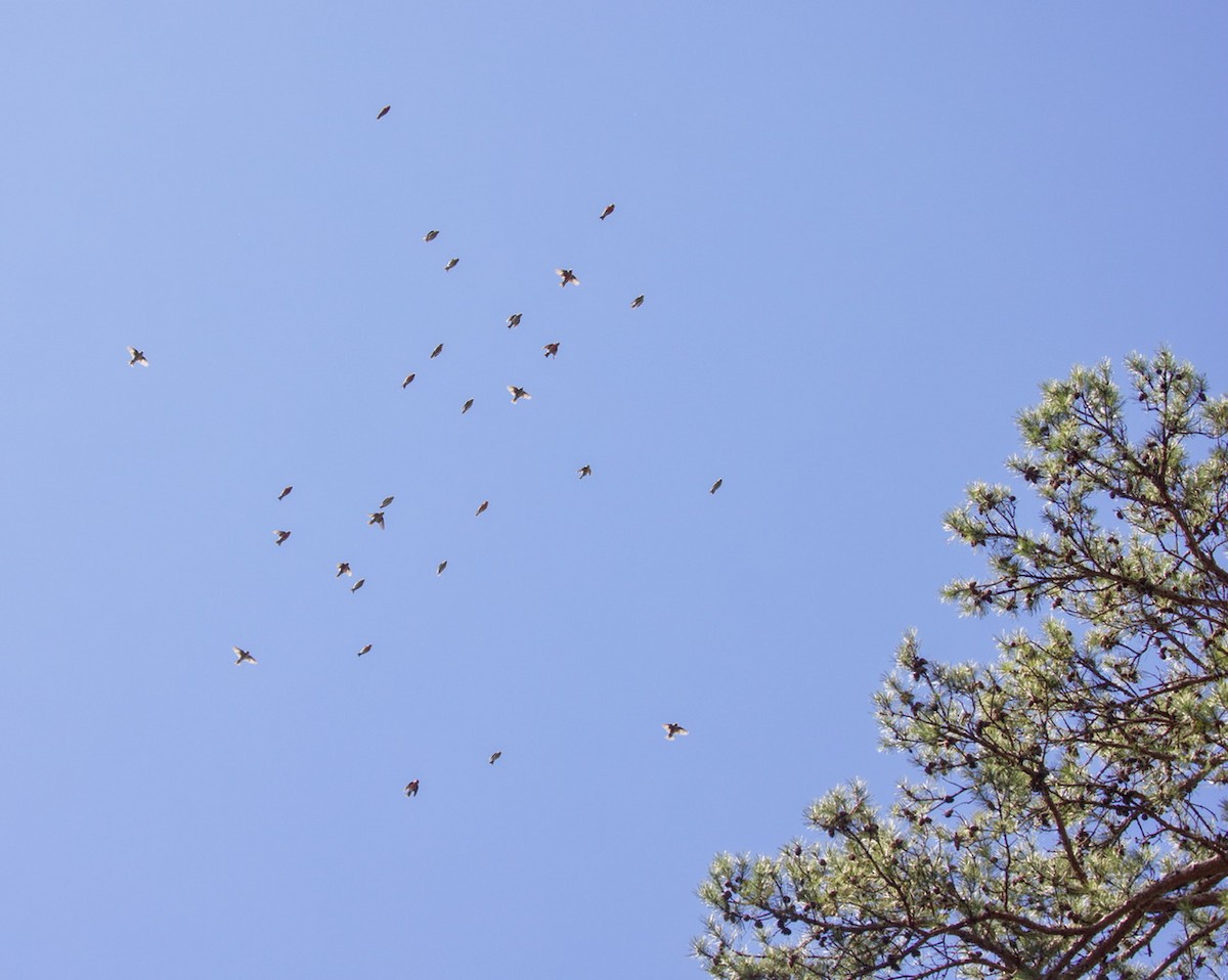 Red Crossbill - ML616926303